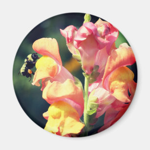 Aimant Photographie de fleur de muflier et d'abeille