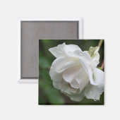 Aimant Photographie de fleur de rose blanche (Recto/Verso)