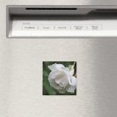 Aimant Photographie de fleur de rose blanche (In Situ (Lave-vaisselle))