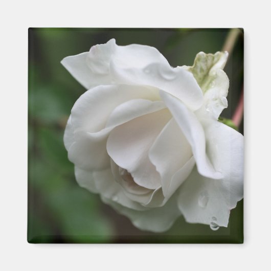 Aimant Photographie de fleur de rose blanche (Devant)
