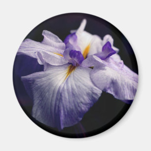 Aimant Photographie de fleur d'iris japonais pourpre