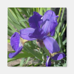 Aimant Photographie de fleur d'iris pourpre