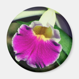 Aimant Photographie de fleur d'orchidée délicate