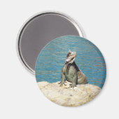 Aimant Photographie de la faune tropicale Iguana à St. Th (Recto/Verso)