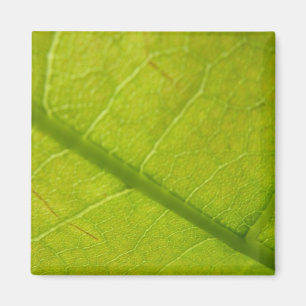 Aimant Photographie de la nature à feuilles vertes