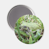 Aimant Photographie de la nature de la grenouille arboric (Recto/Verso)