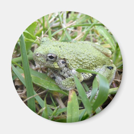 Aimant Photographie de la nature de la grenouille arboric (Devant)