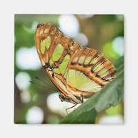 Photographie de la nature en observation de papill