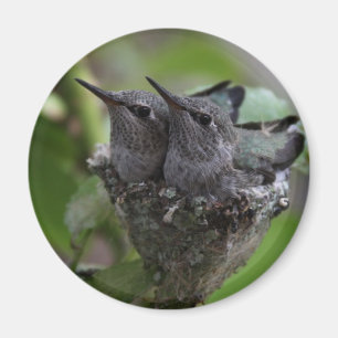 Aimant Photographie de l'adorable Hummingbirds