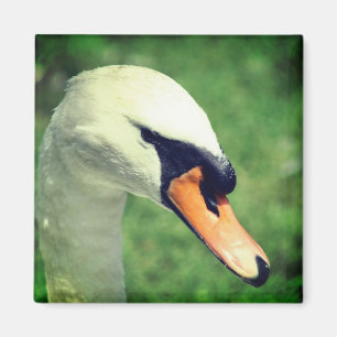 Aimant Photographie de nature de cygne blanc royal