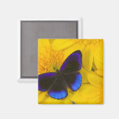 Aimant Photographie de papillon (Recto/Verso)
