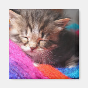Aimant Photographie de petit chaton nouveau-né endormi do