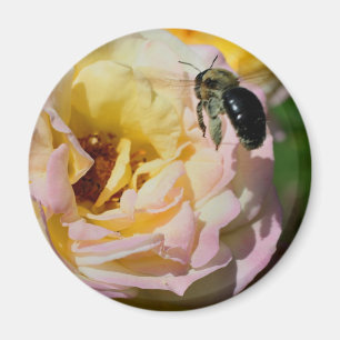 Aimant Photographie de rose et de fleur d'abeille