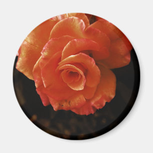 Aimant Photographie de rose orange vibrante