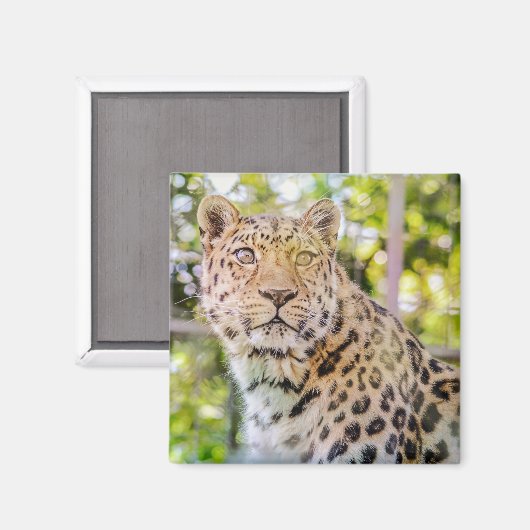Aimant Photographie du léopard assis (Recto/Verso)