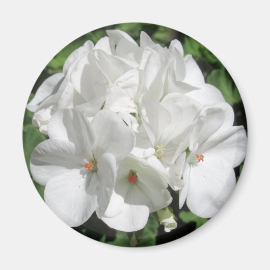 Aimant Photographie florale blanche (Devant)