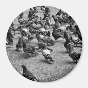 Aimant Photographie noir et blanc de nombreux pigeons
