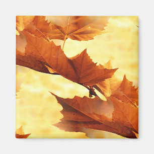 Aimant Photographie Peintre de Feuilles d'Érable Dorées
