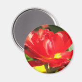 Aimant Photographies de tulipes rouges (Recto/Verso)