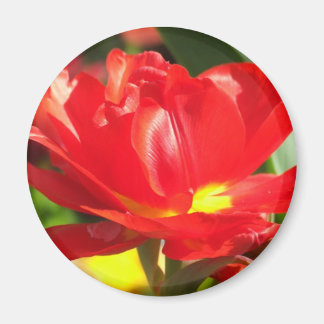 Aimant Photographies de tulipes rouges