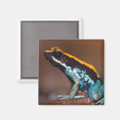 Aimant Phyllobates vittatus, une grenouille à flèche empo (Recto/Verso)