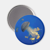 Aimant Phyllorhiza punctata (Recto/Verso)