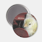 Aimant Piano Chick Vintage Look (Recto/Verso)