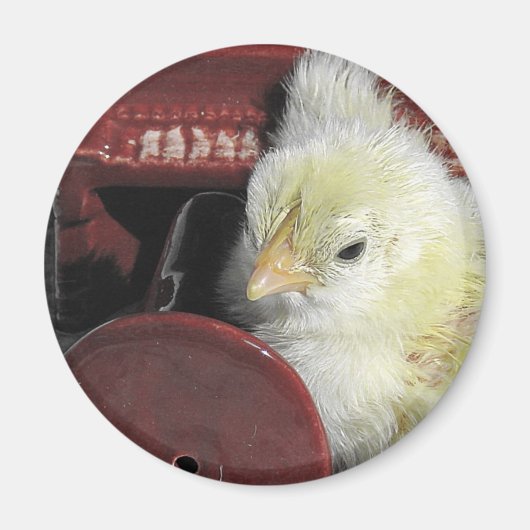 Aimant Piano Chick Vintage Look (Devant)