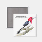 Aimant Pic à tête rouge (Recto/Verso)