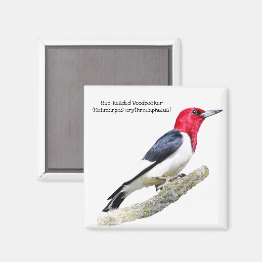 Aimant Pic à tête rouge (Recto/Verso)