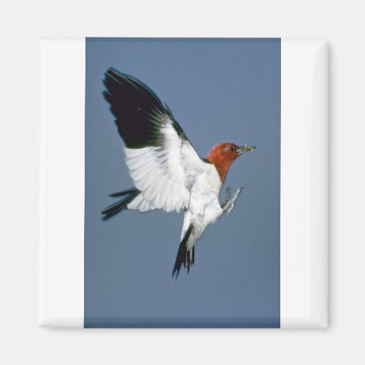 Aimant Pic à tête rouge en vol (Devant)