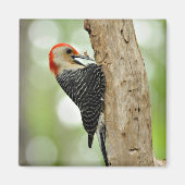 Aimant Pic à ventre rouge (Devant)