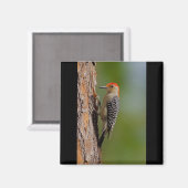 Aimant Pic à ventre rouge (Recto/Verso)