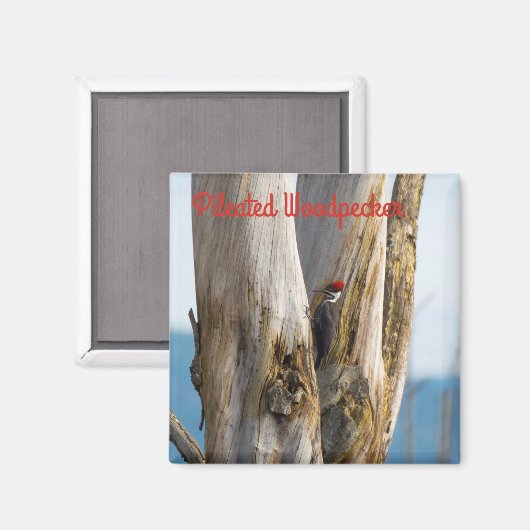 Aimant Pic pilé (Recto/Verso)