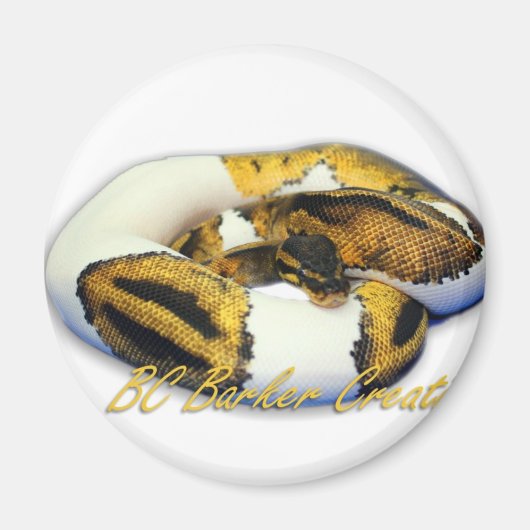 Aimant Piebald Ball Python (Devant)