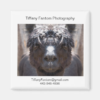 Aimant Pièce Promo Alpaca