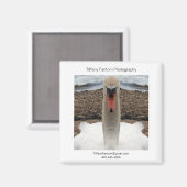 Aimant Pièce Promo de cygne (Recto/Verso)