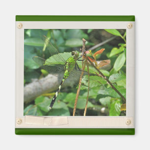 Aimant Pièces coordonnées de libellules de Pondhawk orien