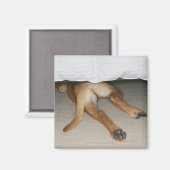 Aimant Pieds et queue de chien de laboratoire jaune caché (Recto/Verso)