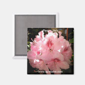 Aimant Pienza, Italie (Recto/Verso)