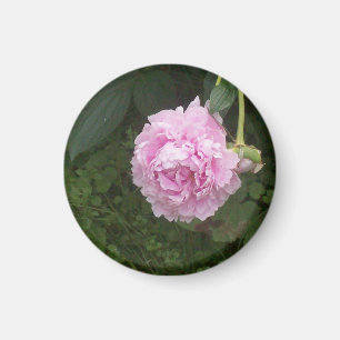 Aimant Pies roses