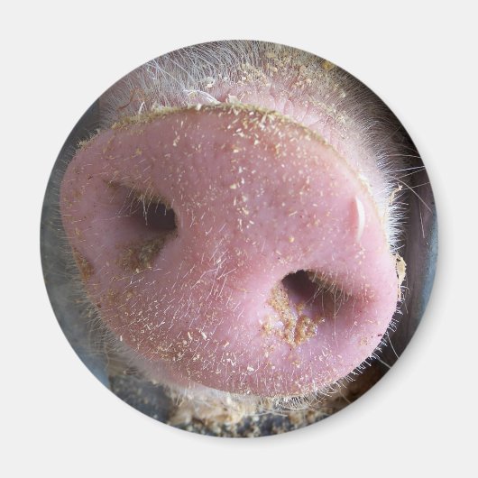 Aimant Pig rose gros plan photo (Devant)