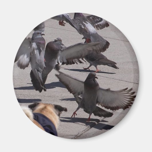 Aimant Pigeon (Devant)