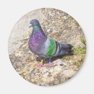 Aimant Pigeon