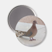 Aimant pigeon (Recto/Verso)