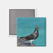 Aimant Pigeon (Recto/Verso)