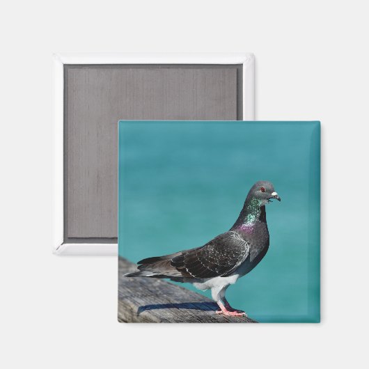 Aimant Pigeon (Recto/Verso)