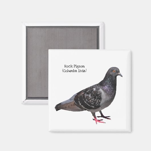 Aimant Pigeon (Recto/Verso)
