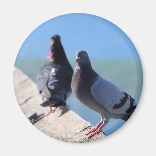 Aimant Pigeon (Devant)