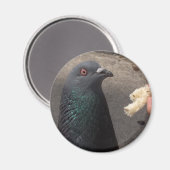 Aimant pigeon (Recto/Verso)